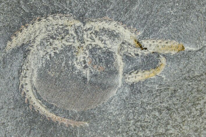 Ordovician Brittle Star (Ophiura) - Morocco #365278